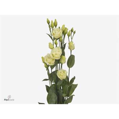 Eust Du Rosita Yellow