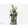 Eust En Bohemian Black Violet