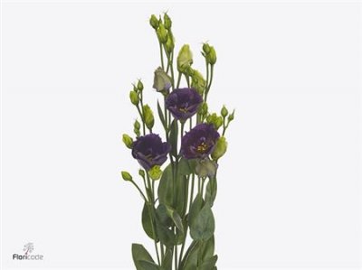 Eust En Bohemian Black Violet