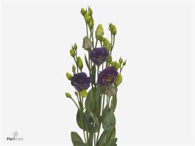 Eust En Bohemian Black Violet