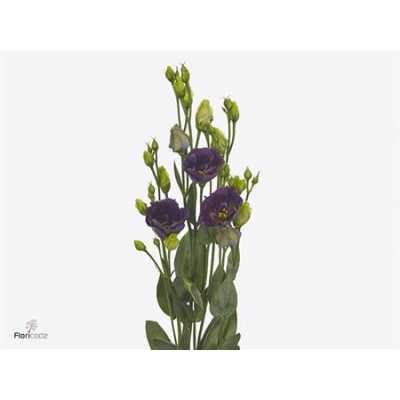 Eust En Bohemian Black Violet