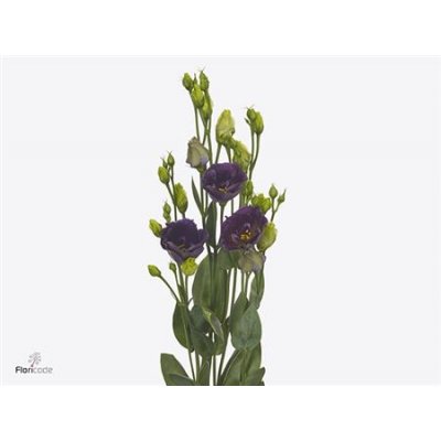 Eust En Bohemian Black Violet