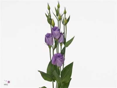 Eust En Piccollo Lavendel