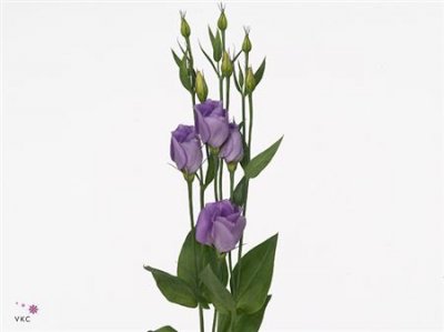 Eust En Piccollo Lavendel