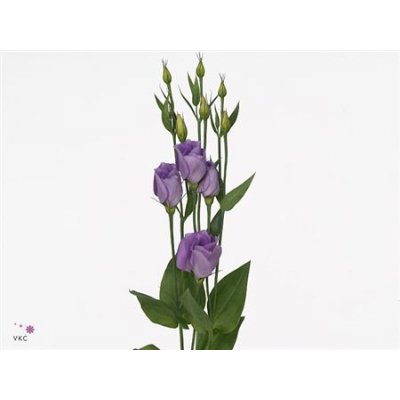 Eust En Piccollo Lavendel