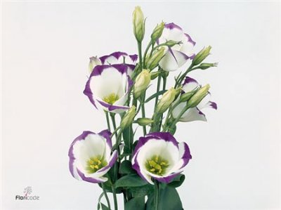 Eust En Piccolo Blue White