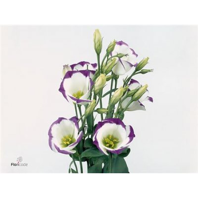 Eust En Piccolo Blue White
