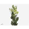 Eust En Piccolo Green