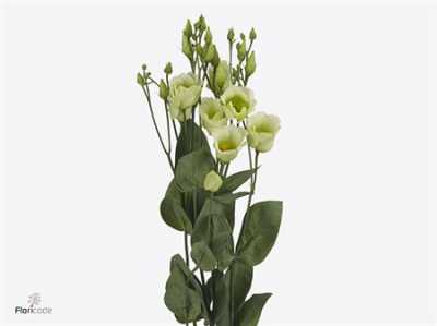 Eust En Piccolo Green
