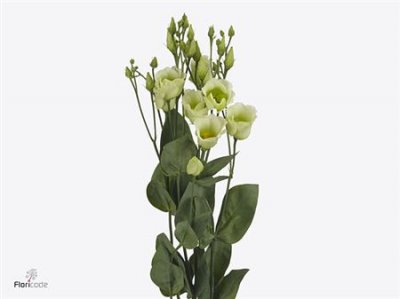 Eust En Piccolo Green