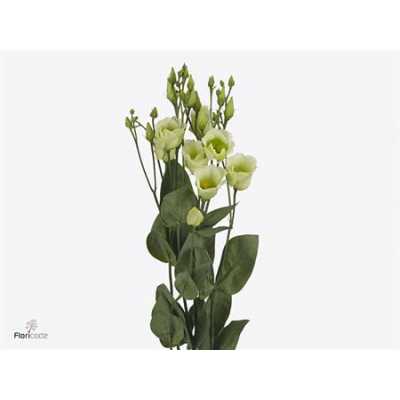 Eust En Piccolo Green
