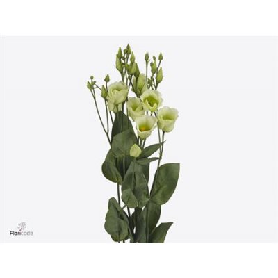 Eust En Piccolo Green