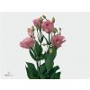 Eust En Piccolo Pink