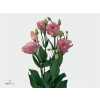 Eust En Piccolo Pink