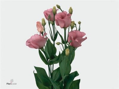 Eust En Piccolo Pink