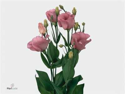Eust En Piccolo Pink