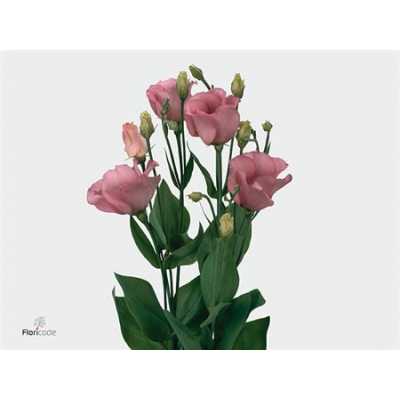 Eust En Piccolo Pink