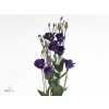 Eust En Piccolo Violet