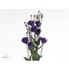 Eust En Piccolo Violet