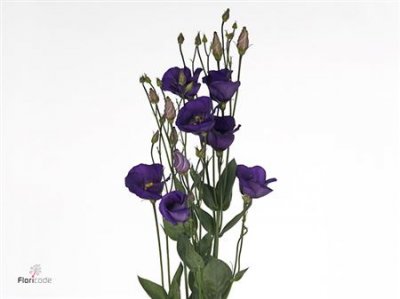Eust En Piccolo Violet