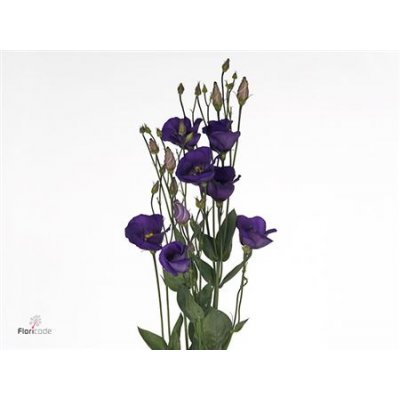 Eust En Piccolo Violet