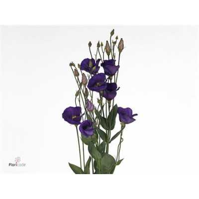 Eust En Piccolo Violet