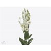 Eust En Piccolo White