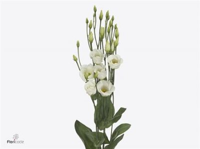 Eust En Piccolo White