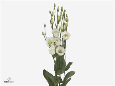 Eust En Piccolo White