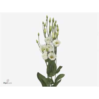 Eust En Piccolo White