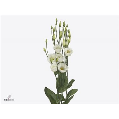Eust En Piccolo White