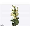 Eust En Piccolo Yellow