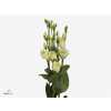Eust En Piccolo Yellow