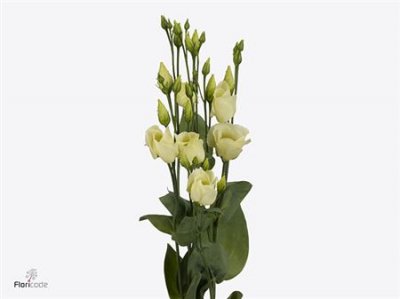 Eust En Piccolo Yellow
