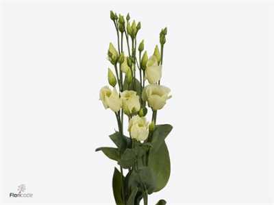 Eust En Piccolo Yellow
