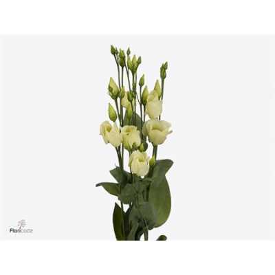 Eust En Piccolo Yellow