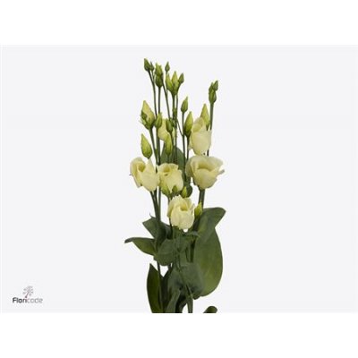 Eust En Piccolo Yellow