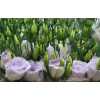 Eustom Dub Lavender