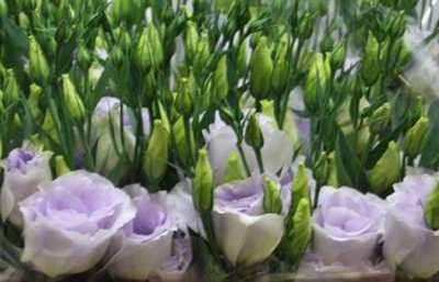 Eustom Dub Lavender Waalzicht