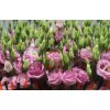 Eustom Dub Pink