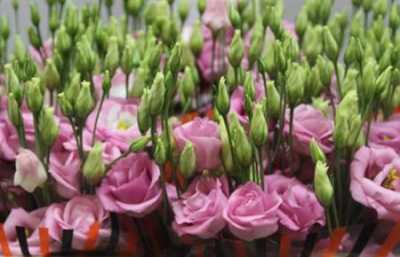 Eustom Dub Pink