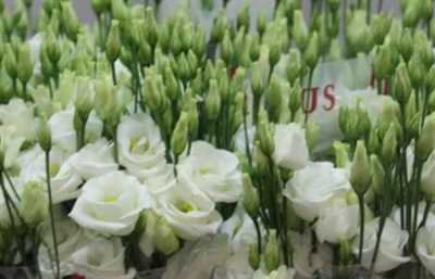 Eustom Dub White