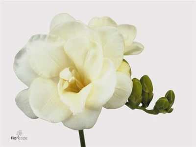 Fr Du White