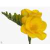 Fr Du Yellow