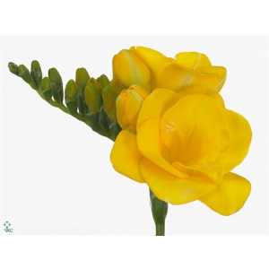 Fr Du Yellow