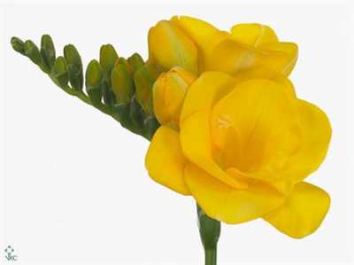 Fr Du Yellow