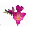 Fr En Pink Passion