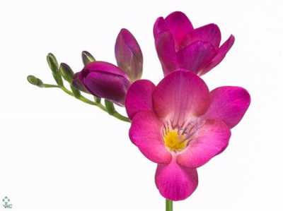 Fr En Pink Passion