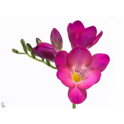 Fr En Pink Passion