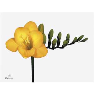 Fr En Yellow